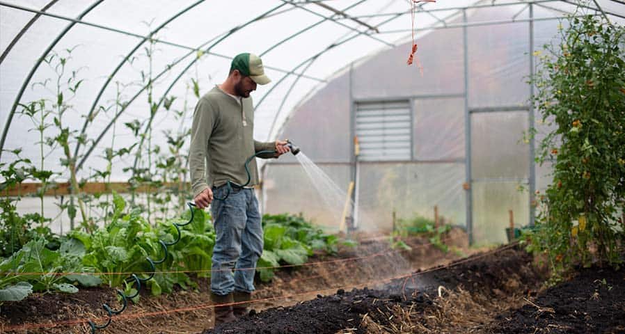 LEDs and greenhouses